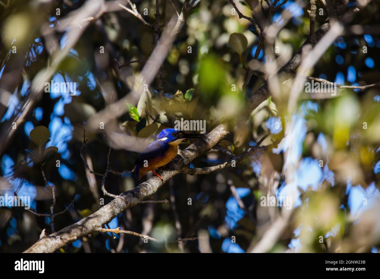 Azure Kingfishers arroccato su un ramo d'albero guardando sopra la laguna Foto Stock