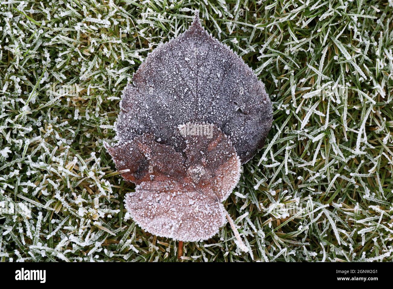 Gelo di erba d'autunno, cristalli di gelo su erba e foglie d'autunno, Foto Stock