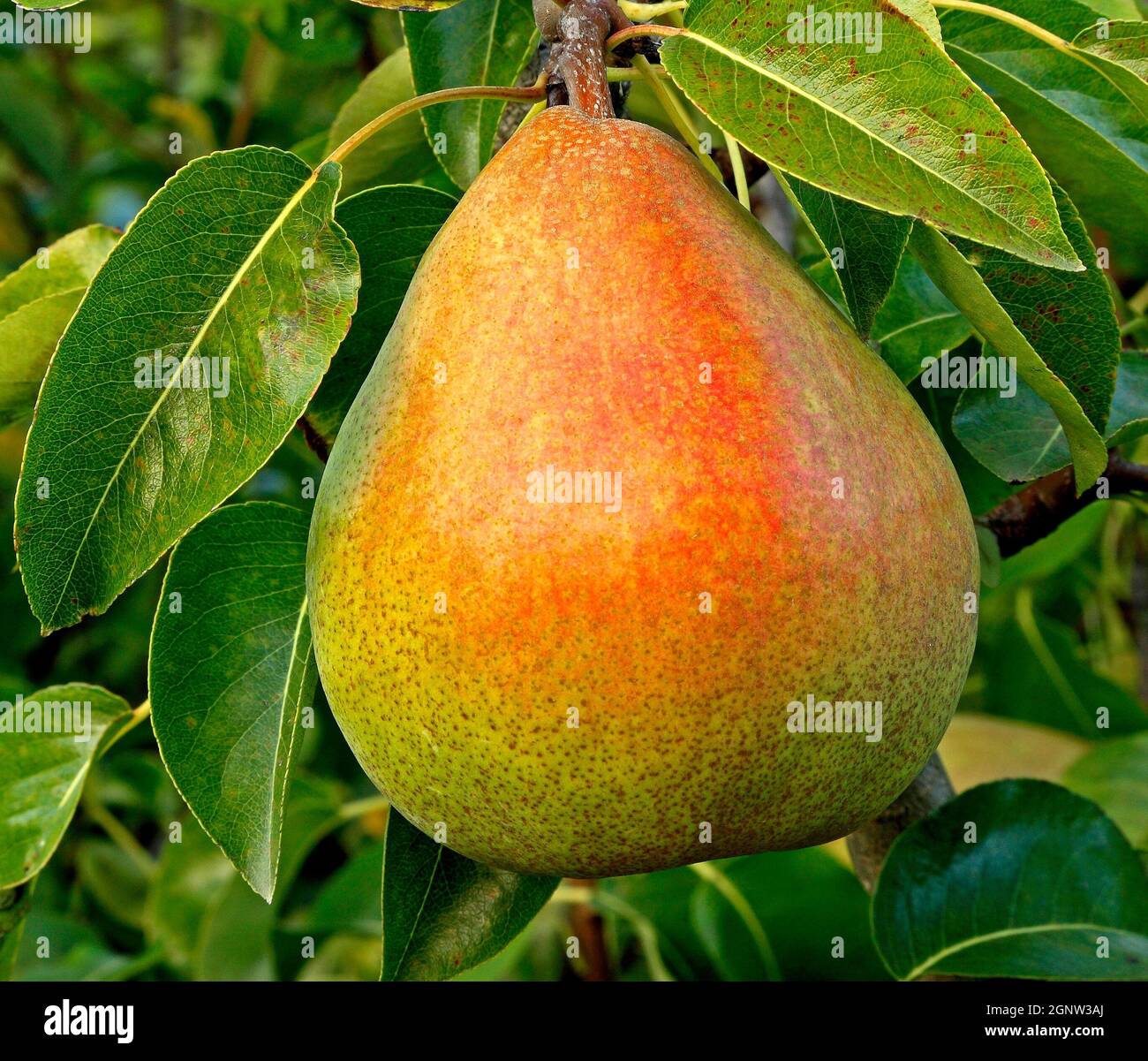 Pera, 'Doyenne du Comice', Pyrus communis, frutta, mangiare sano, growong su albero, pere Foto Stock