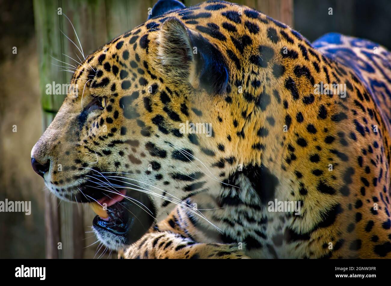 Un giaguaro (Panthera onca) si trova su un ceppo allo Zoo di Memphis, 8 settembre 2015, a Memphis, Tennessee. Foto Stock Un giaguaro (Panthera onca) si trova su un ceppo allo Zoo di Memphis, 8 settembre 2015, a Memphis, Tennessee. Foto Stock