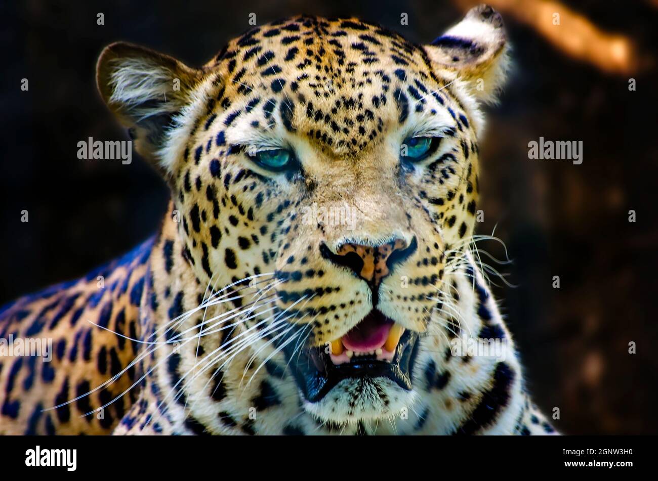 Un leopardo africano (Panthera pardus pardus) è raffigurato allo Zoo di Memphis, 8 settembre 2015, a Memphis, Tennessee. Foto Stock