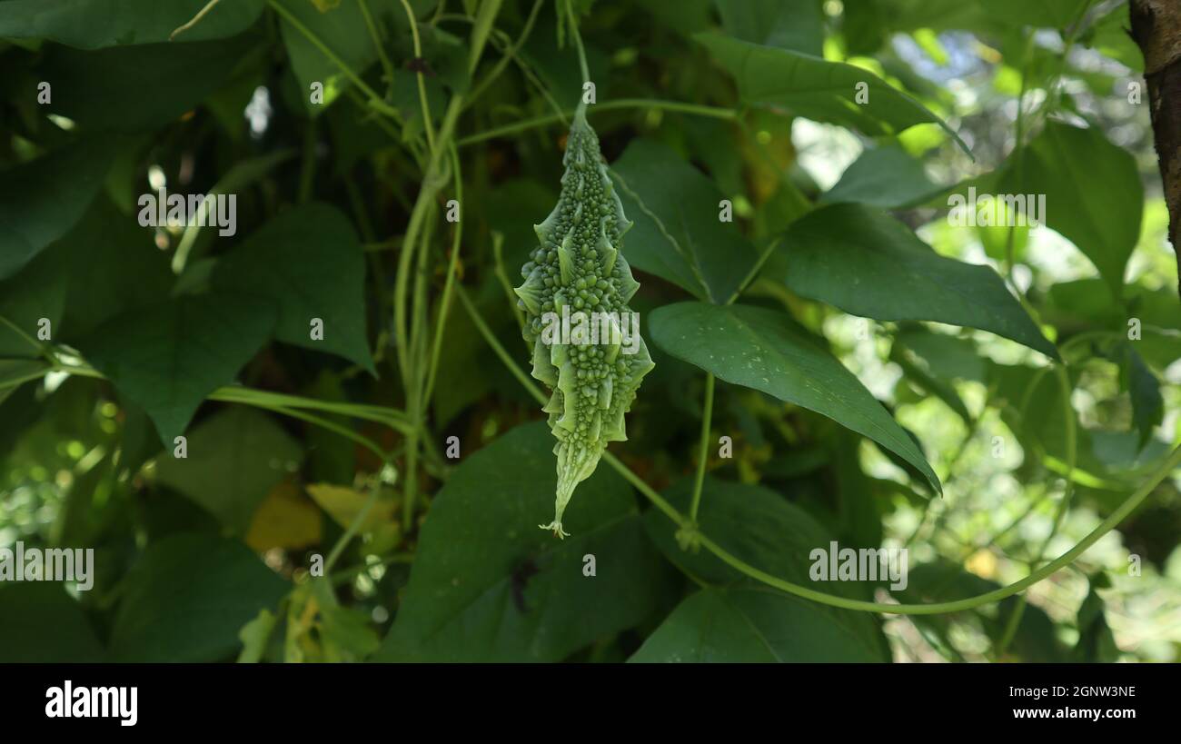 Primo piano su un baccello di zucca amaro appeso nel giardino di casa, in background vitigno di fagiolo vegetale alato Foto Stock