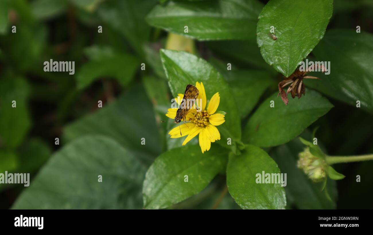 Vista dall'alto di una farfalla comune della tramoggia del cespuglio sulla parte superiore di un fiore giallo del seme del tick, primo piano nel fuoco Foto Stock