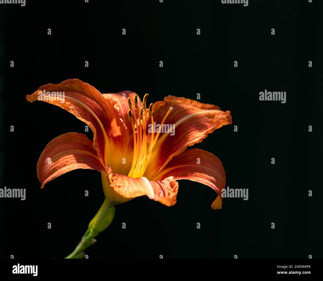 Un giglio di arancio brillante, genere Hemerocallis. In un giardino con uno sfondo scuro ombra. Foto Stock