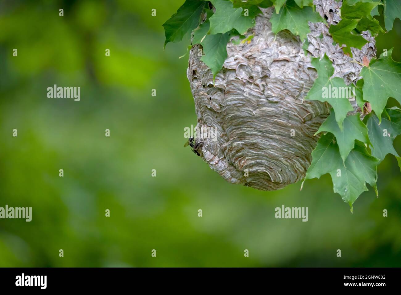 Calvo-fronte calvo (Dolichovespulata) Nest su un albero nel parco. Le specie di vespa sono anche note come giallottola aerea con rivestimento calvo, con rivestimento calvo Foto Stock