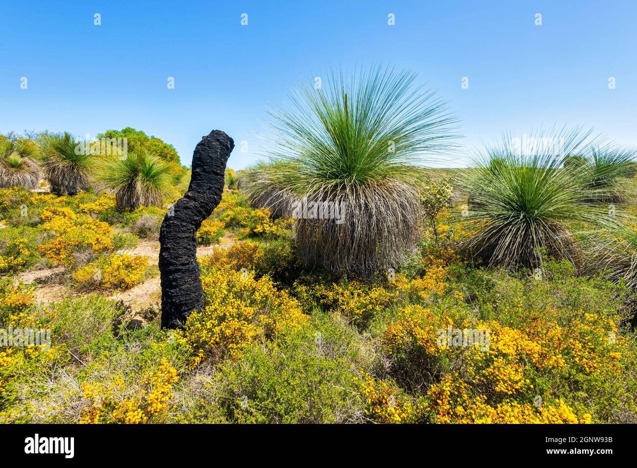Tipico moncone nero di un albero di Erba morto (Xanthorrhoea preissii) che cresce nella Riserva Naturale di Wanagarren tra fiori selvatici in primavera, vicino a Cervan Foto Stock