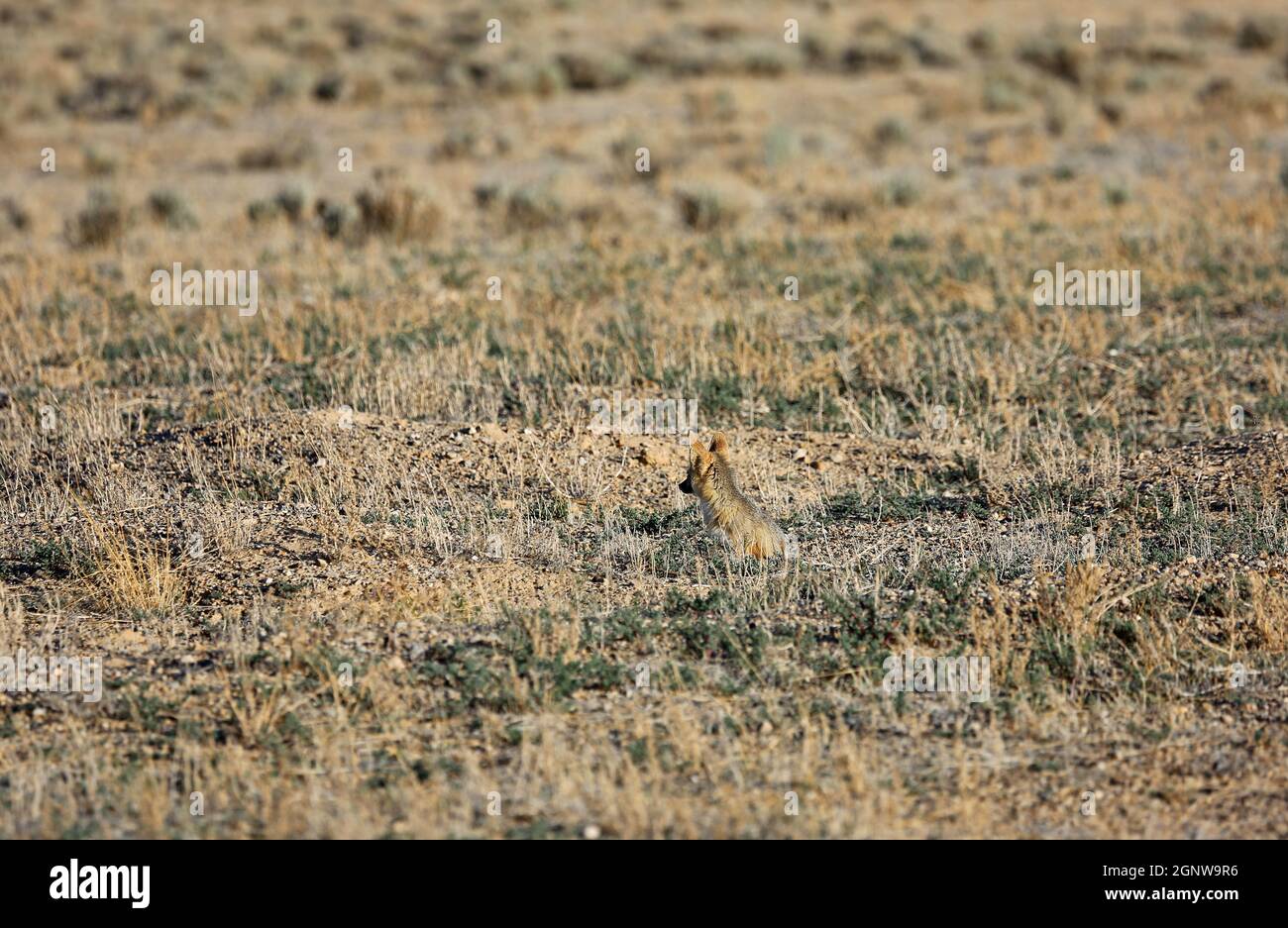 Giovane volpe sulla prateria - Kit volpe - Nevada Foto Stock