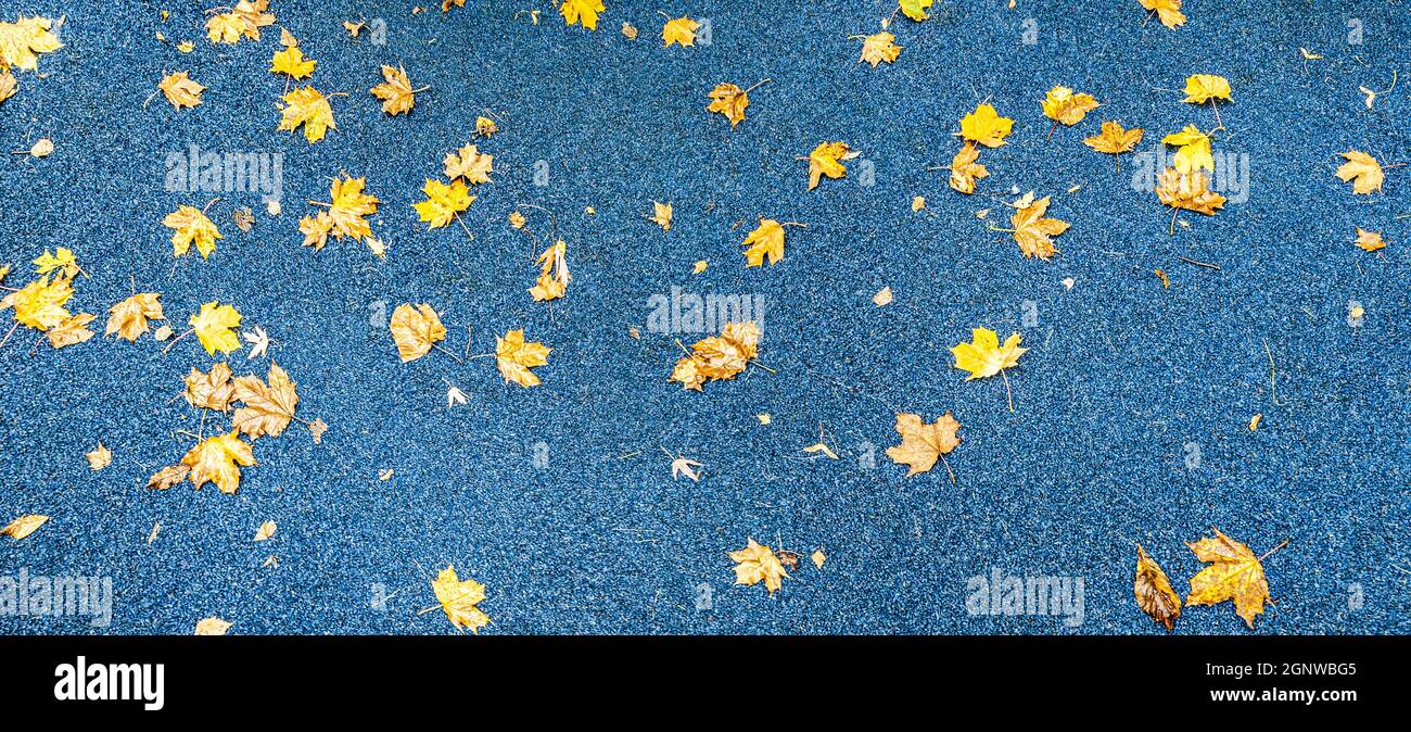 foglie di acero colorato caduto su terreno sportivo blu. bandiera della stagione autunnale. Foto Stock