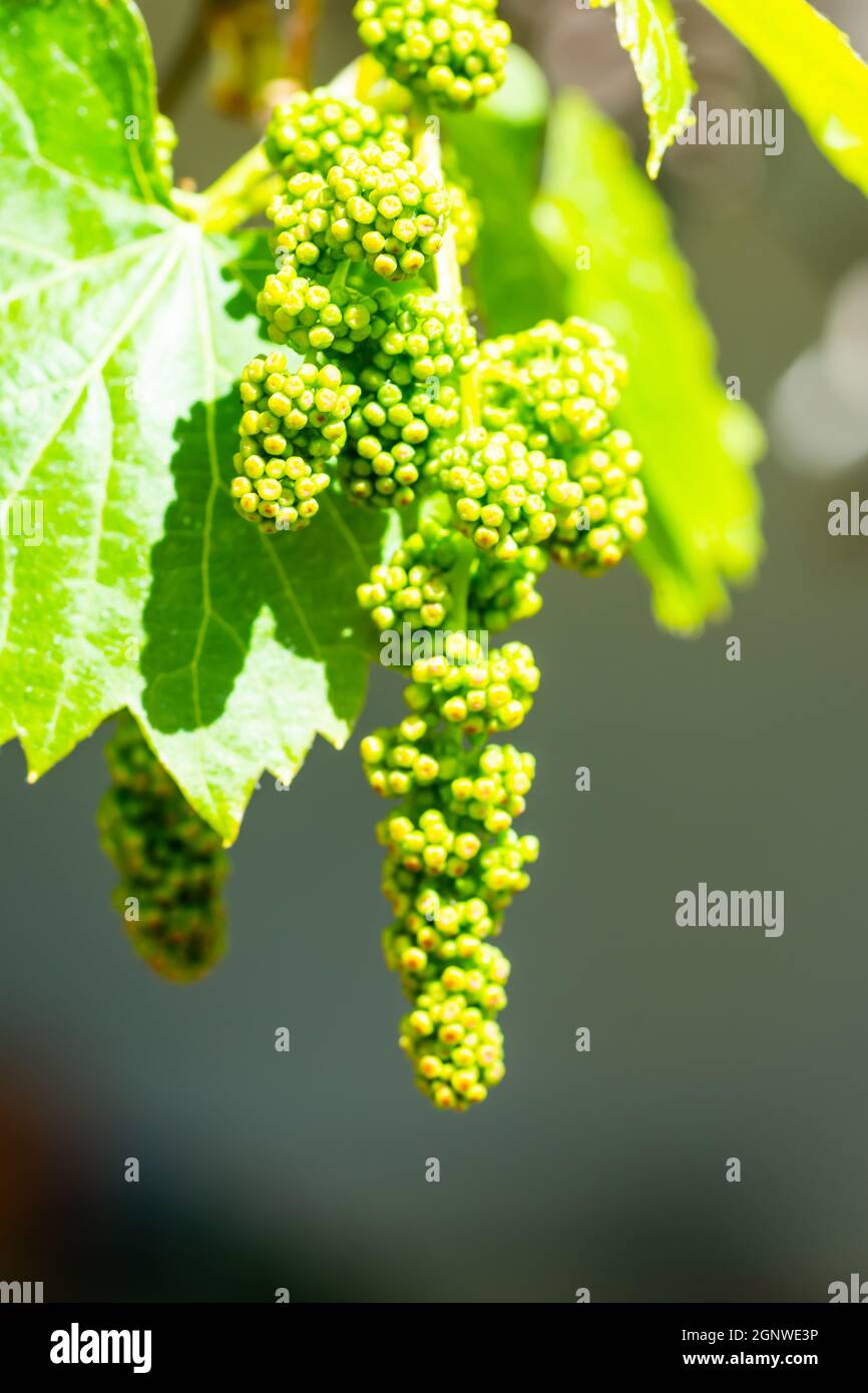 Vitis vinefla, vitis vitis vitis, con frutto abortito. Foto Stock