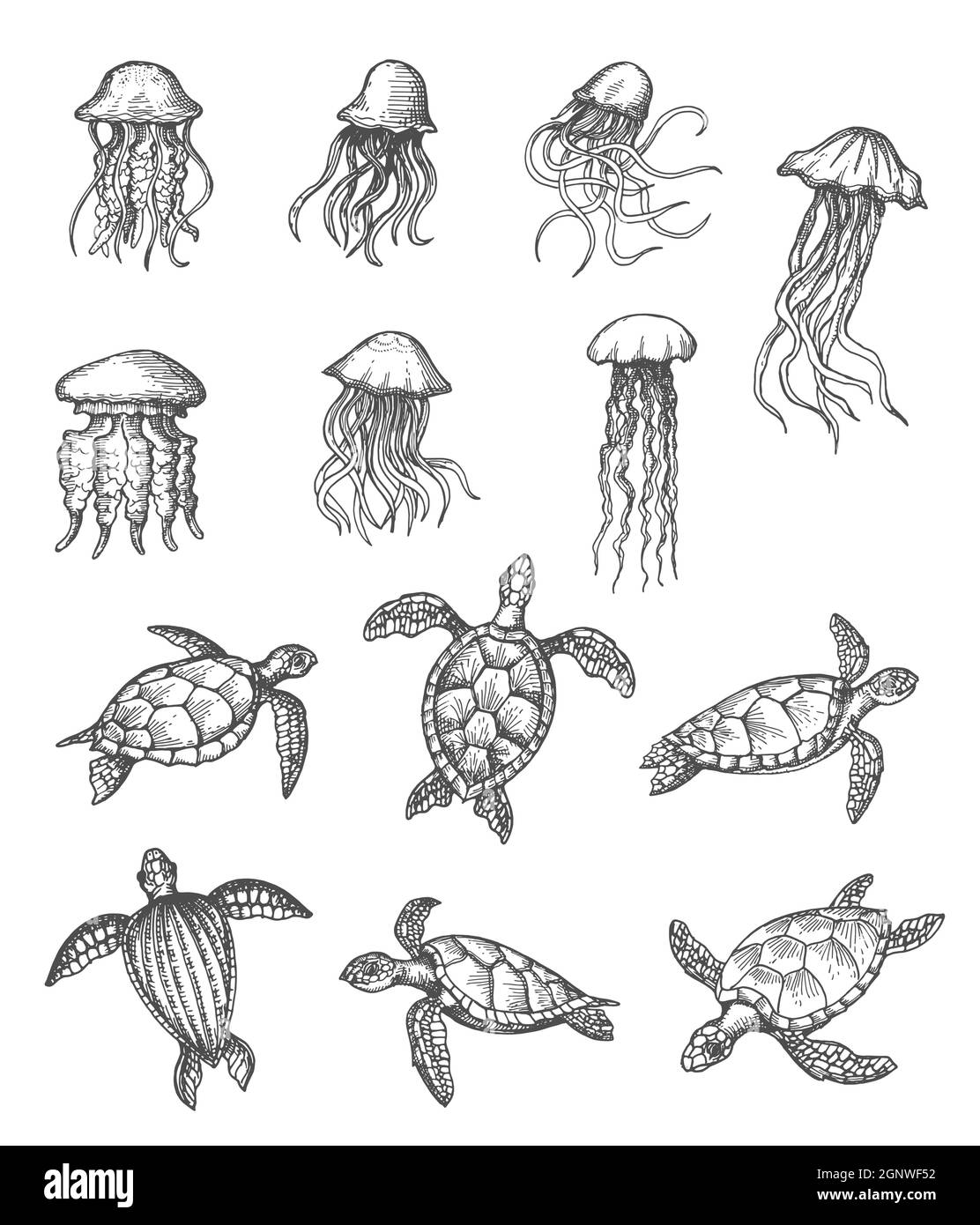 Pesci meduse e tartarughe marine schizzo, animali marini vettore disegnati  a mano icone. Mare e oceano subacqueo vita rettili, tartarughe e medusa  medusa medusa in schizzo di cova a matita Immagine e