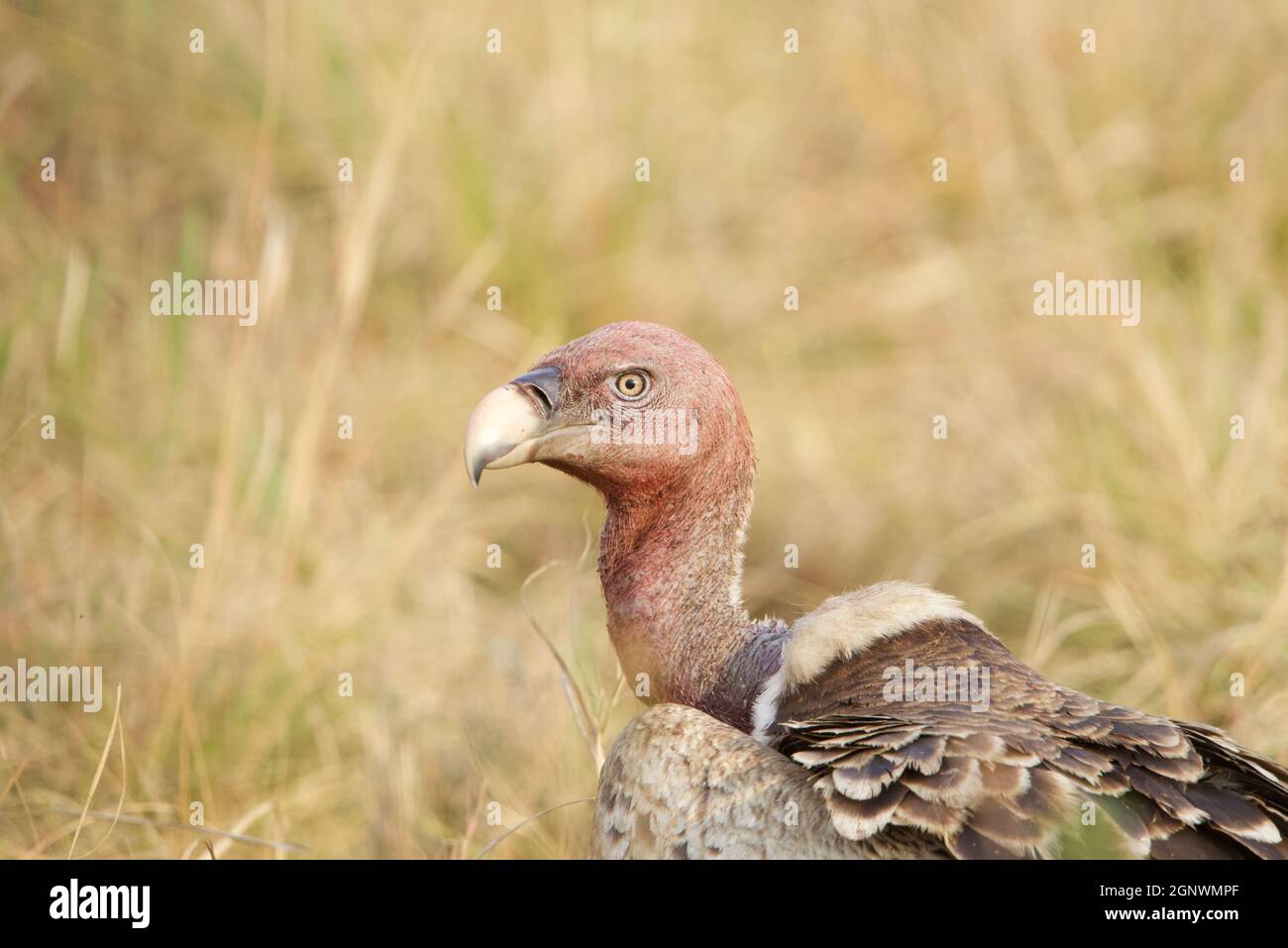 Griffon Vulture di Ruppell Foto Stock