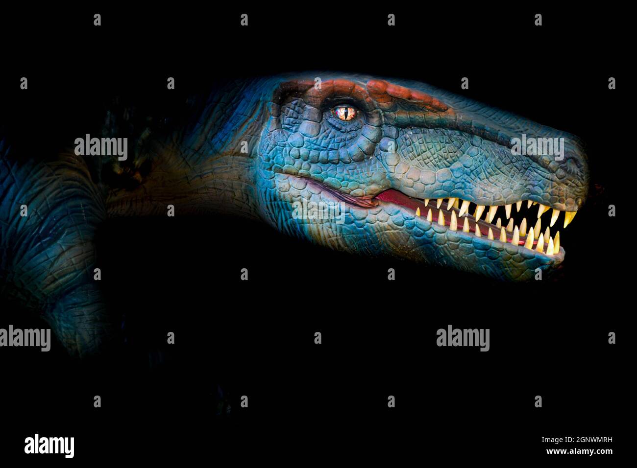 T-Rex è un genere carnivoro di teropodi Coelurosauriani su sfondo scuro Foto Stock