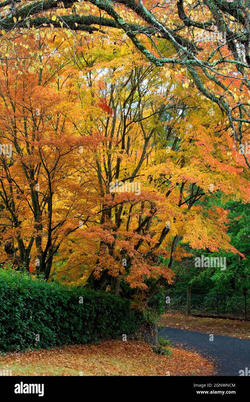 Aceri e nebbia giapponesi, autunno, Mt Wilson, Blue Mountains, NSW, Australia, Credit: Chris L Jones / Avalon Foto Stock