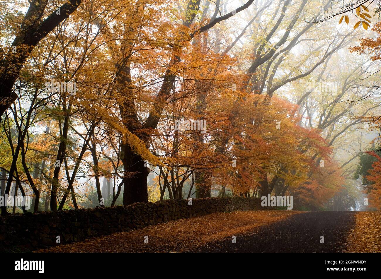 Aceri e nebbia giapponesi, autunno, Mt Wilson, Blue Mountains, NSW, Australia, Credit: Chris L Jones / Avalon Foto Stock