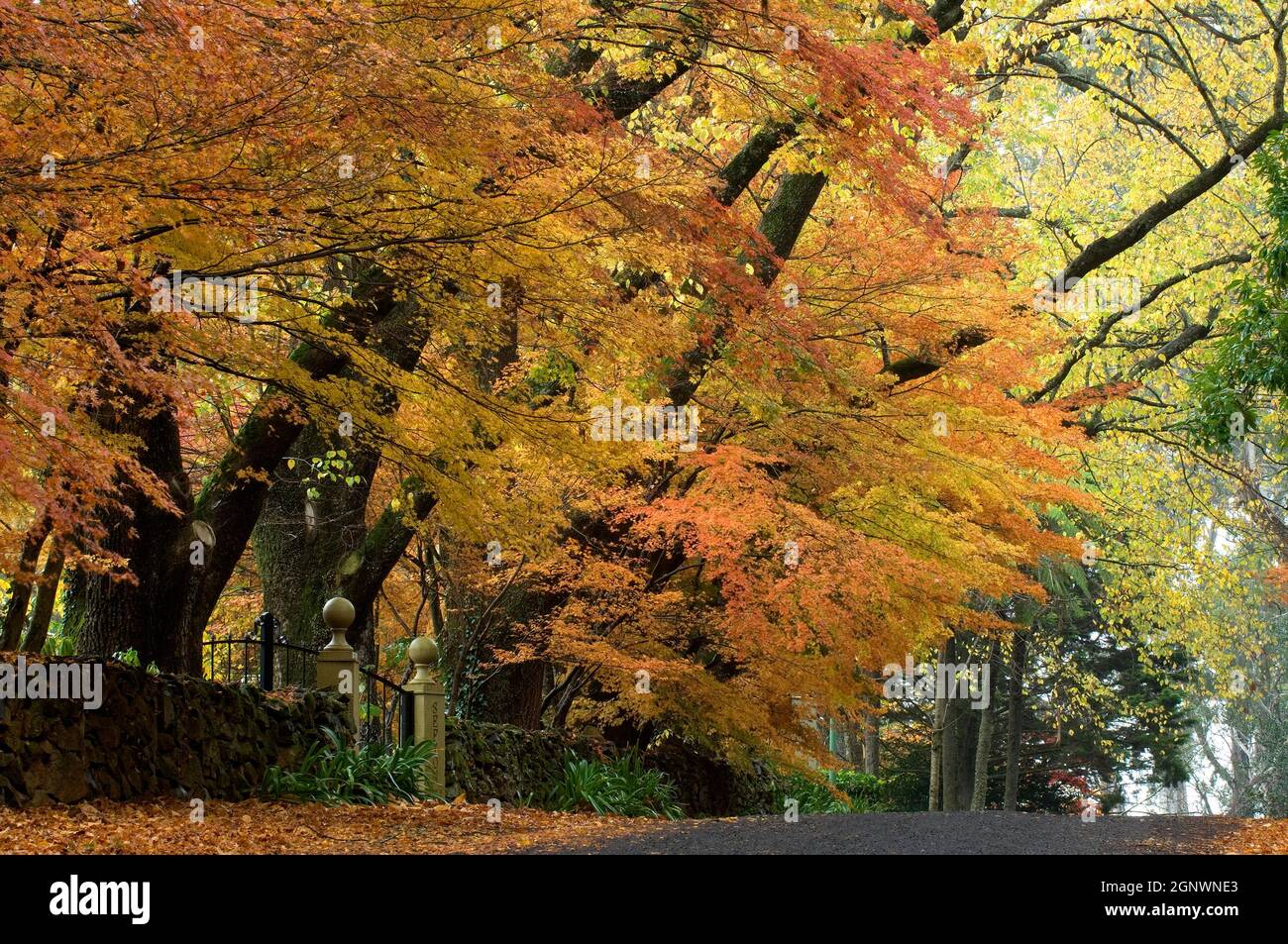 Aceri e nebbia giapponesi, autunno, Mt Wilson, Blue Mountains, NSW, Australia, Credit: Chris L Jones / Avalon Foto Stock