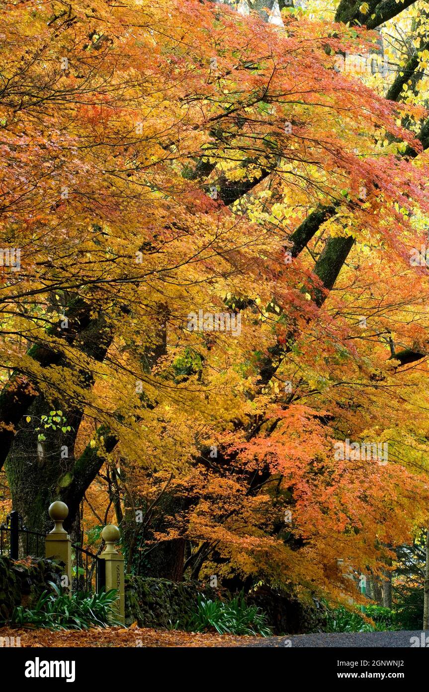 Aceri e nebbia giapponesi, autunno, Mt Wilson, Blue Mountains, NSW, Australia, Credit: Chris L Jones / Avalon Foto Stock