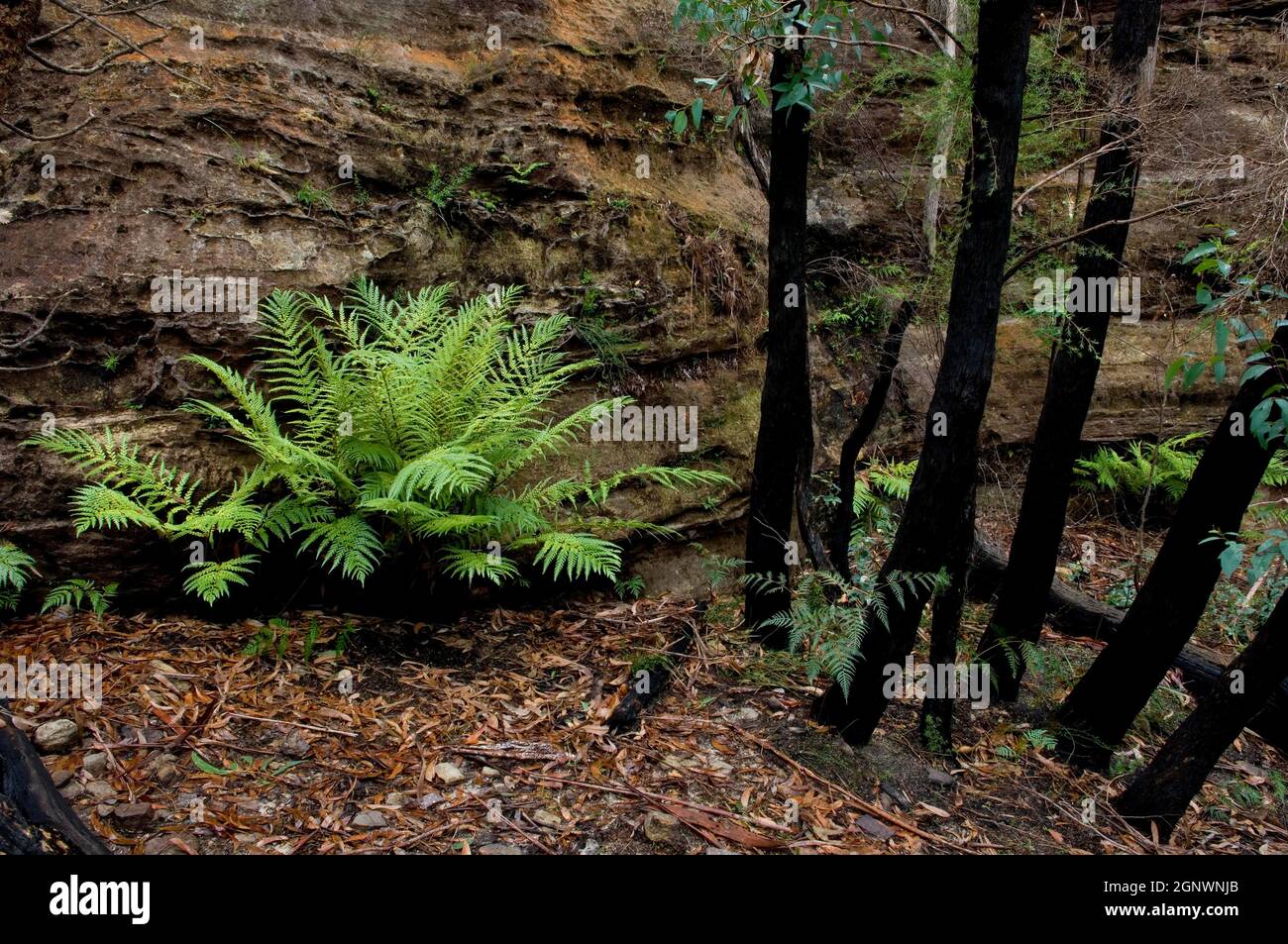 Native Ferns e alberi bruciati, Blue Mountains National Park, NSW, Australia, Credit:Chris L Jones / Avalon Foto Stock