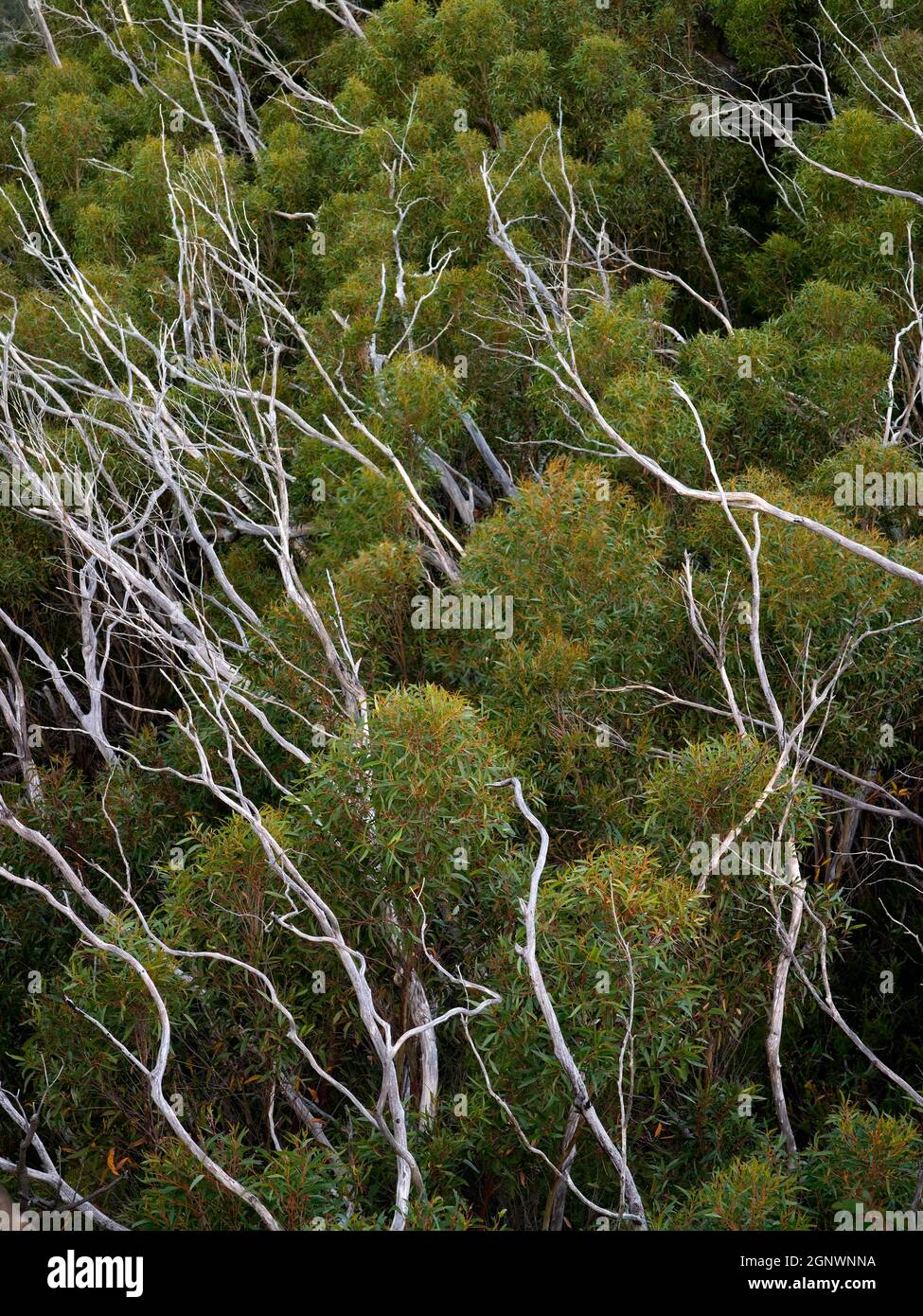 Nuova crescita di eucalipti con vecchi rami morti sbiancati dopo il fuoco di bush, Blue Mountains, NSW, Australia, Credit:Chris L Jones / Avalon Foto Stock