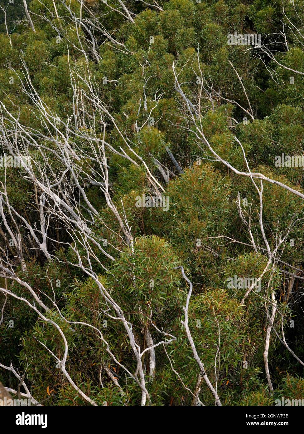 Nuova crescita di eucalipti con vecchi rami morti sbiancati dopo il fuoco di bush, Blue Mountains, NSW, Australia, Credit:Chris L Jones / Avalon Foto Stock
