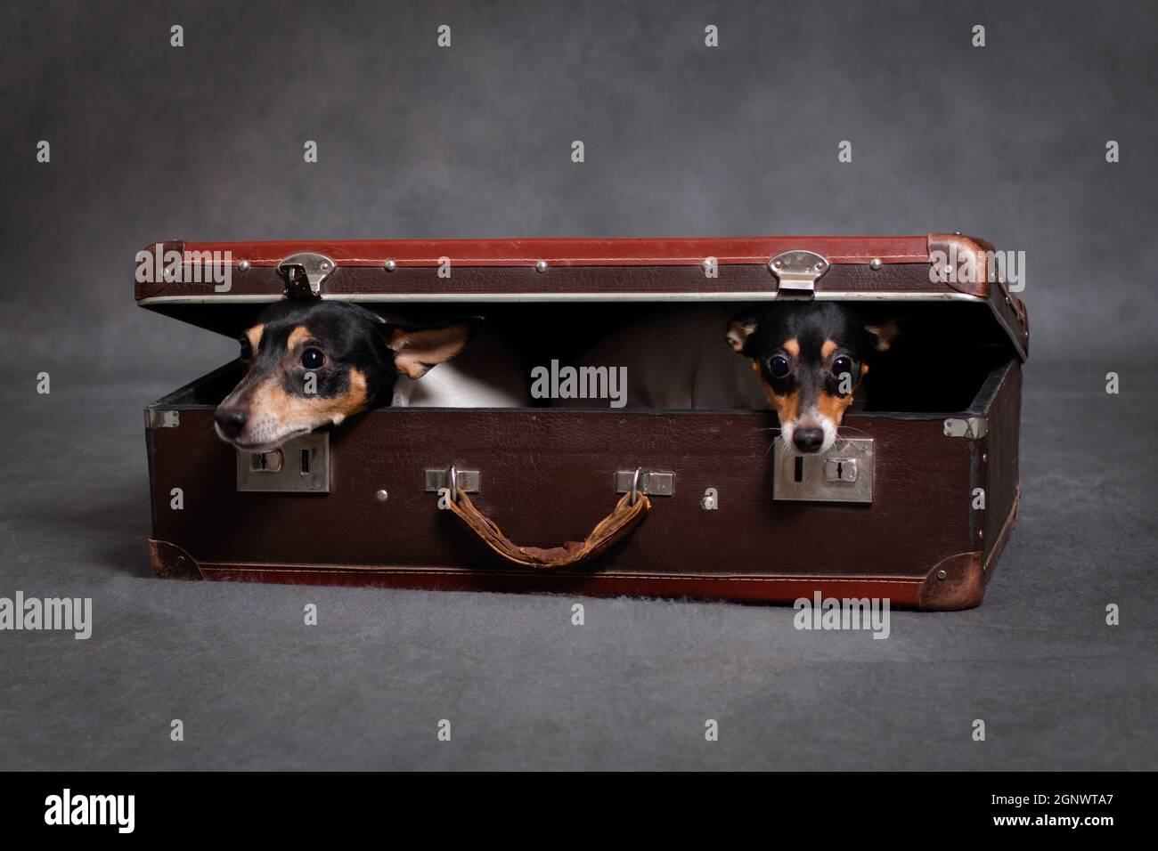 Due piccoli cani americani di razza che volpe terrier si nasconde in una valigia marrone, su uno sfondo grigio all'interno dello studio Foto Stock