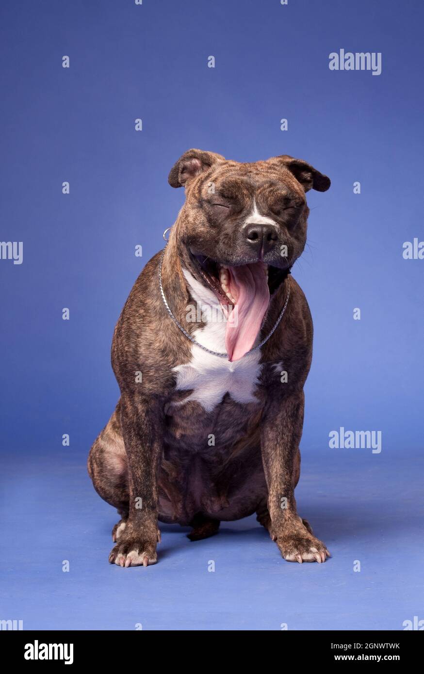 Tigre con cane di colore bianco razza americana Staffordshire Terrier, yawns divertente in studio al chiuso, su uno sfondo blu Foto Stock