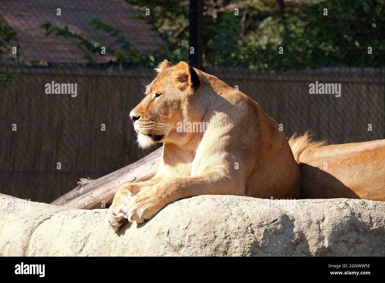 Lion (Panthera leo) Foto Stock