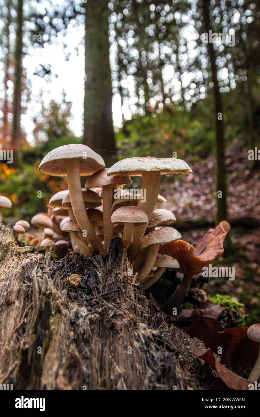 Un mazzo di funghi su un vecchio tronco di albero morto Foto Stock