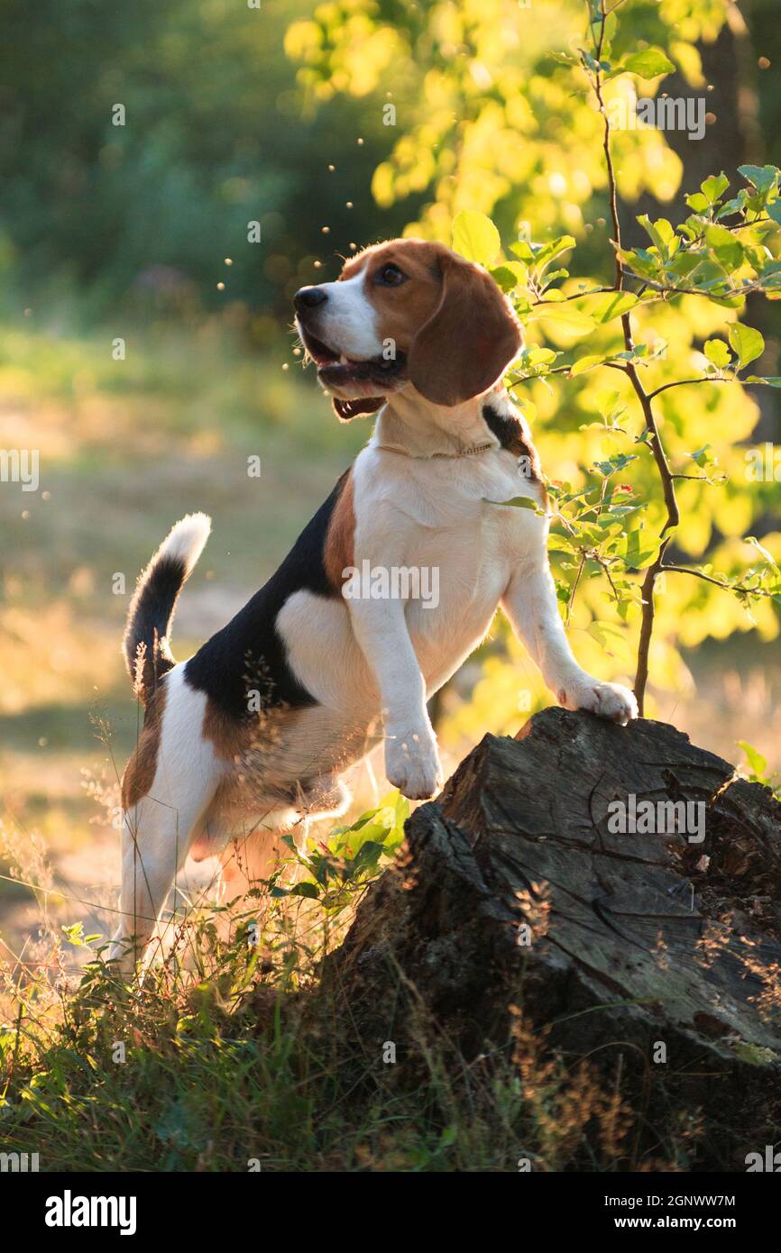 Il cane Beagle si alza su un ceppo di foresta e guarda via Foto Stock