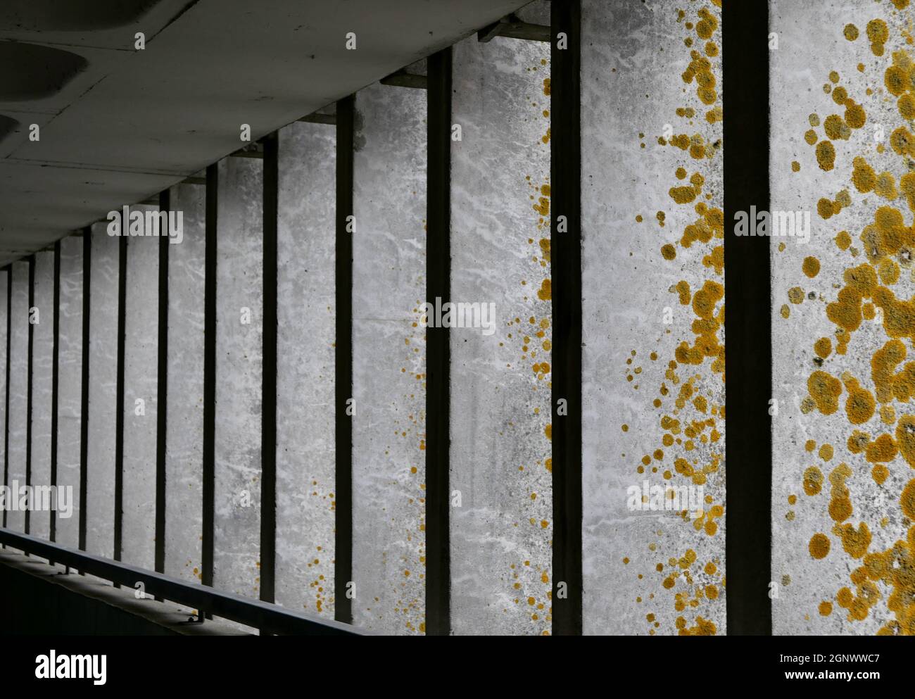 Pilastri verticali in calcestruzzo con crescita di muschio di lichene giallo e soffitto grigio sopra Foto Stock