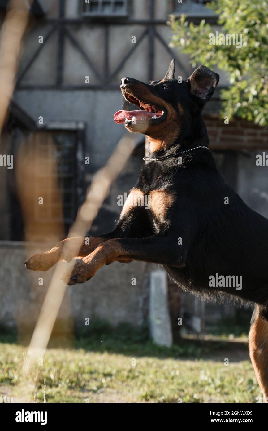 Big Black Beauceron (Pastore francese) cane salto Foto Stock