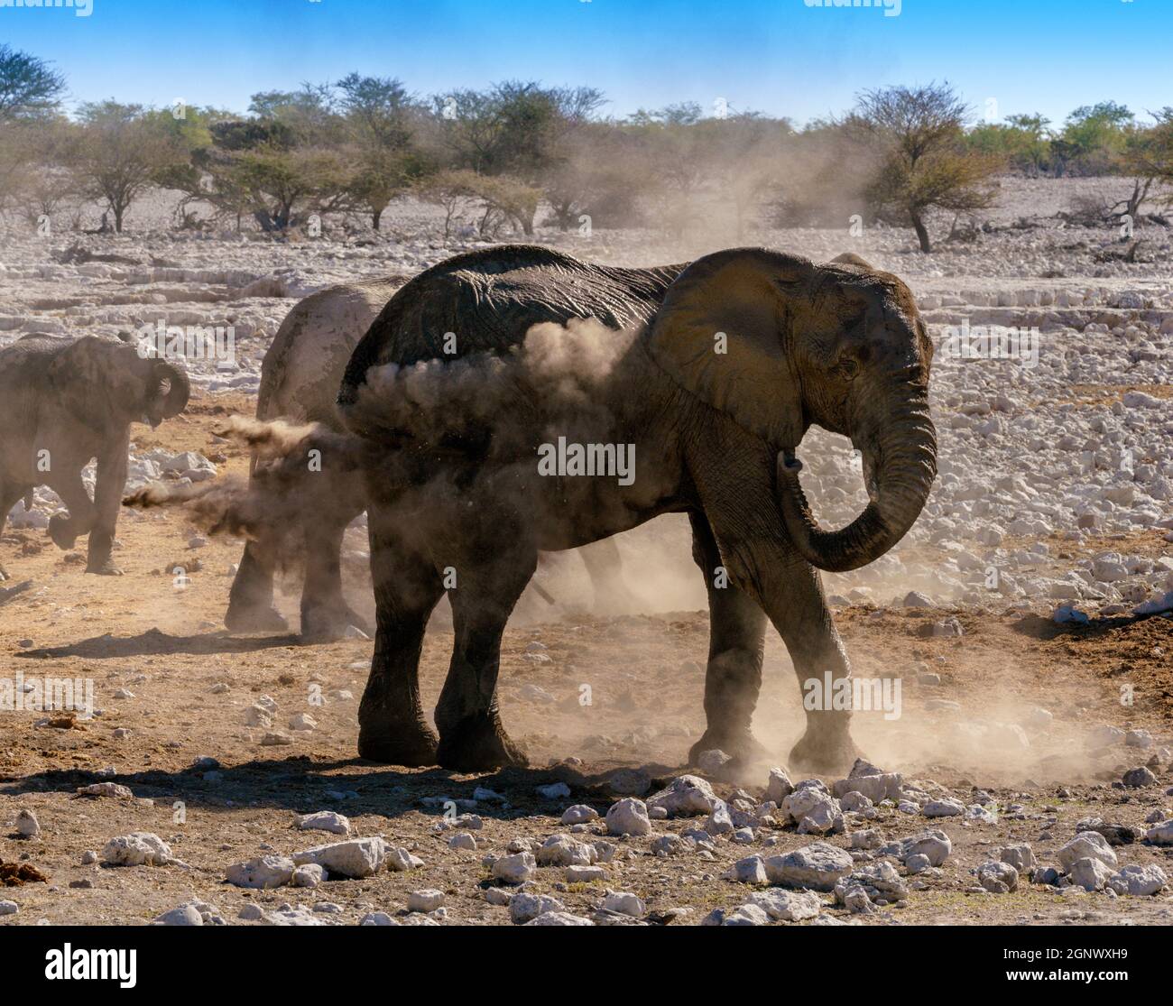 Elefanti nella Namibia settentrionale Foto Stock