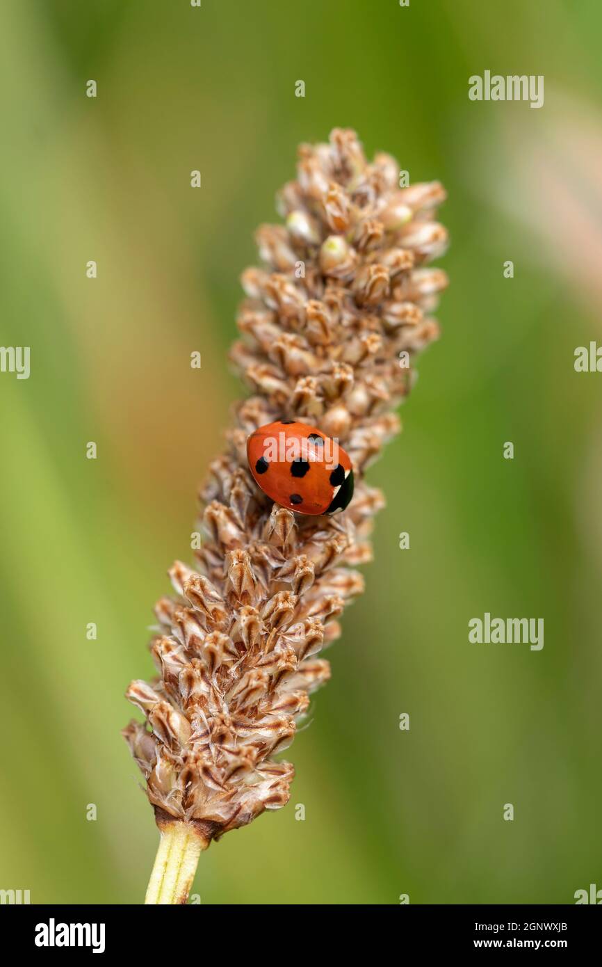 Ladybug, (coccinella septempunctata) un coleottero rosso con sette macchie poggianti su una pianta di grano di semina d'erba gambo estate din primavera comunemente noto come una signora Foto Stock