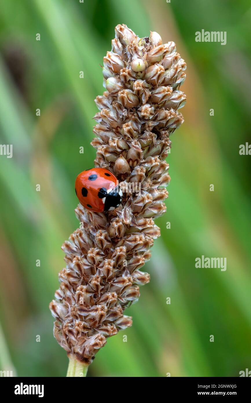 Ladybug (coccinella septempunctata) un coleottero rosso con sette macchie poggiate su un'erba seme grano gambo pianta primavera estate din comunemente noto come un ladyb Foto Stock