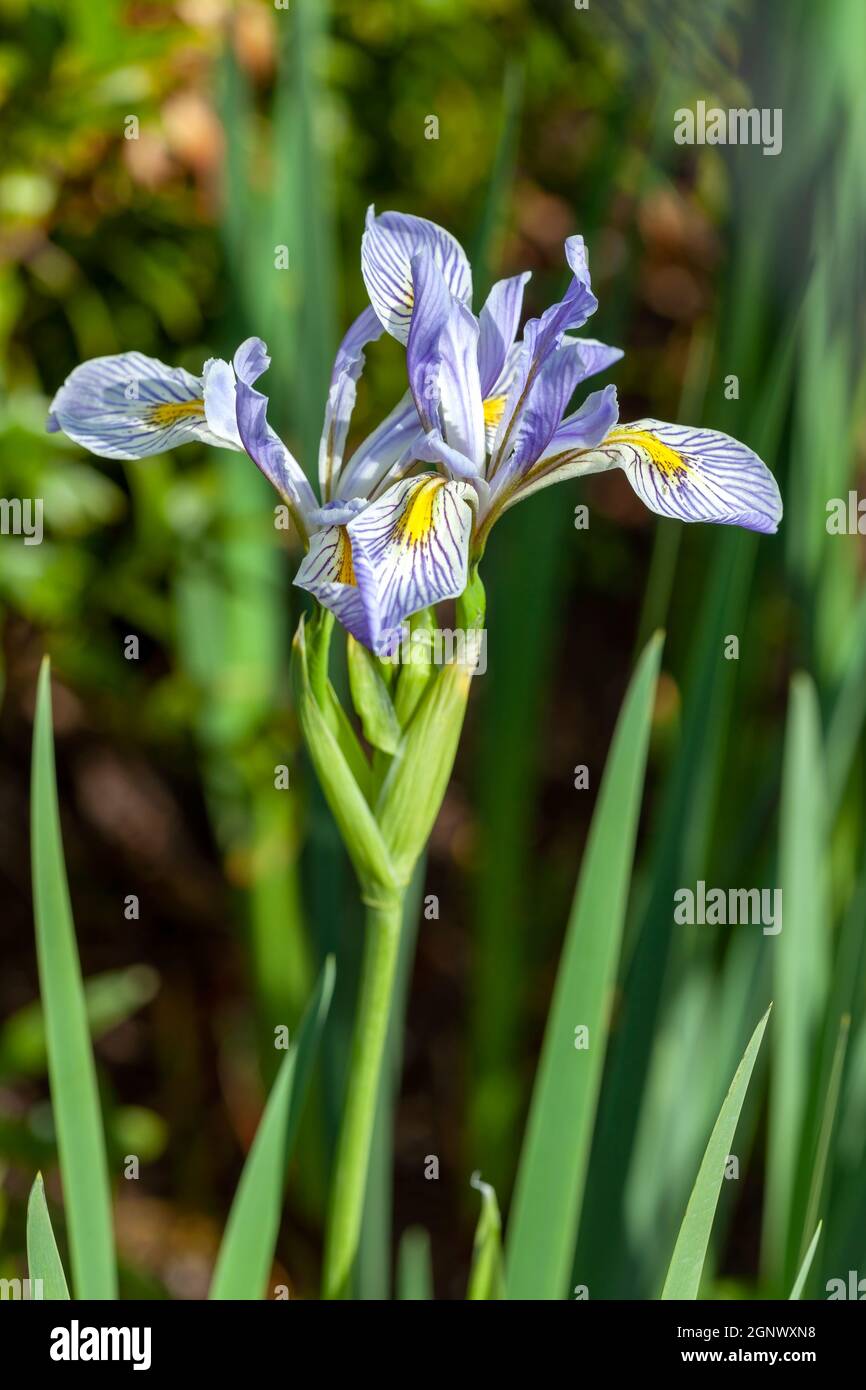 Iris missouriensis una pianta fiorente di primavera con un fiore di primavera viola blu comunemente noto come Fla Missouri o bandiera blu occidentale, foto di stock imag Foto Stock