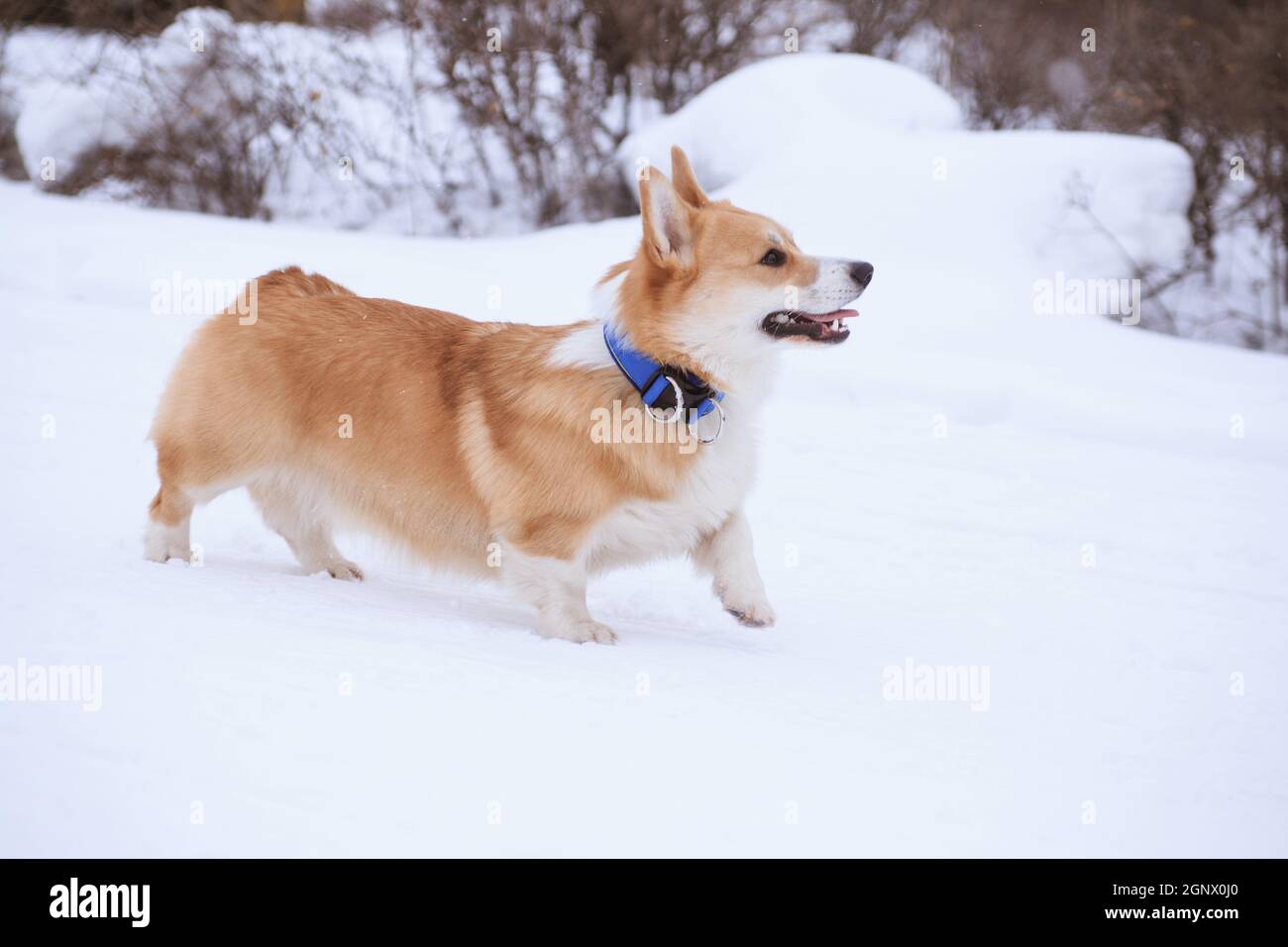 Gallese Corgi Pembroke cane rosso in una passeggiata invernale in il parco Foto Stock