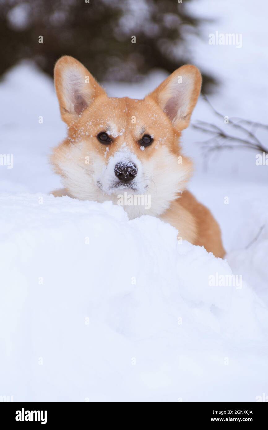 Gallese corgi pembroke cane rosso in una passeggiata invernale in il parco si sbirta da dietro una deriva da neve Foto Stock