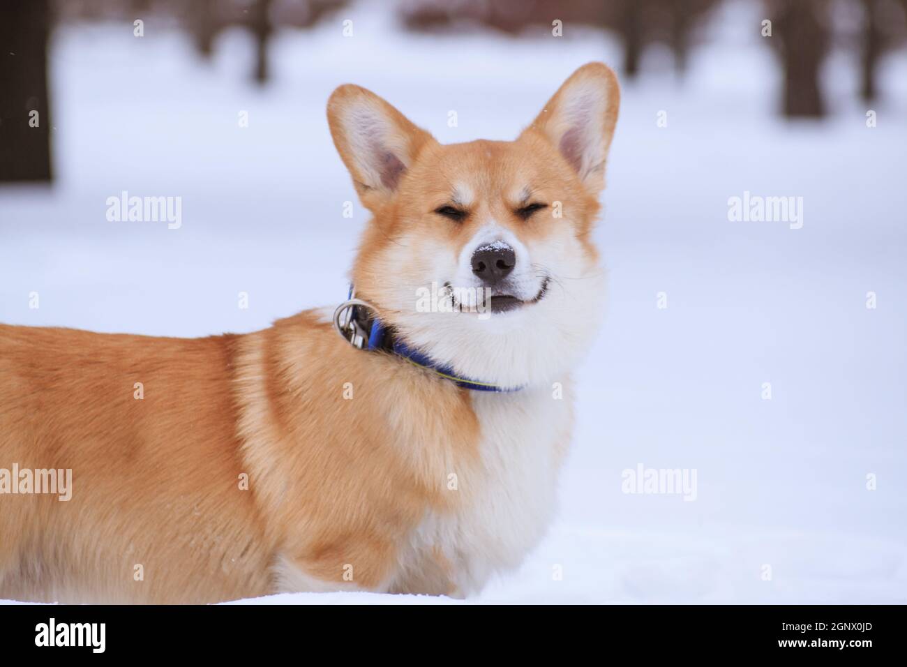 Cane rosso gallese Corgi Pembroke razza su una passeggiata in l'inverno nel parco sorridente Foto Stock