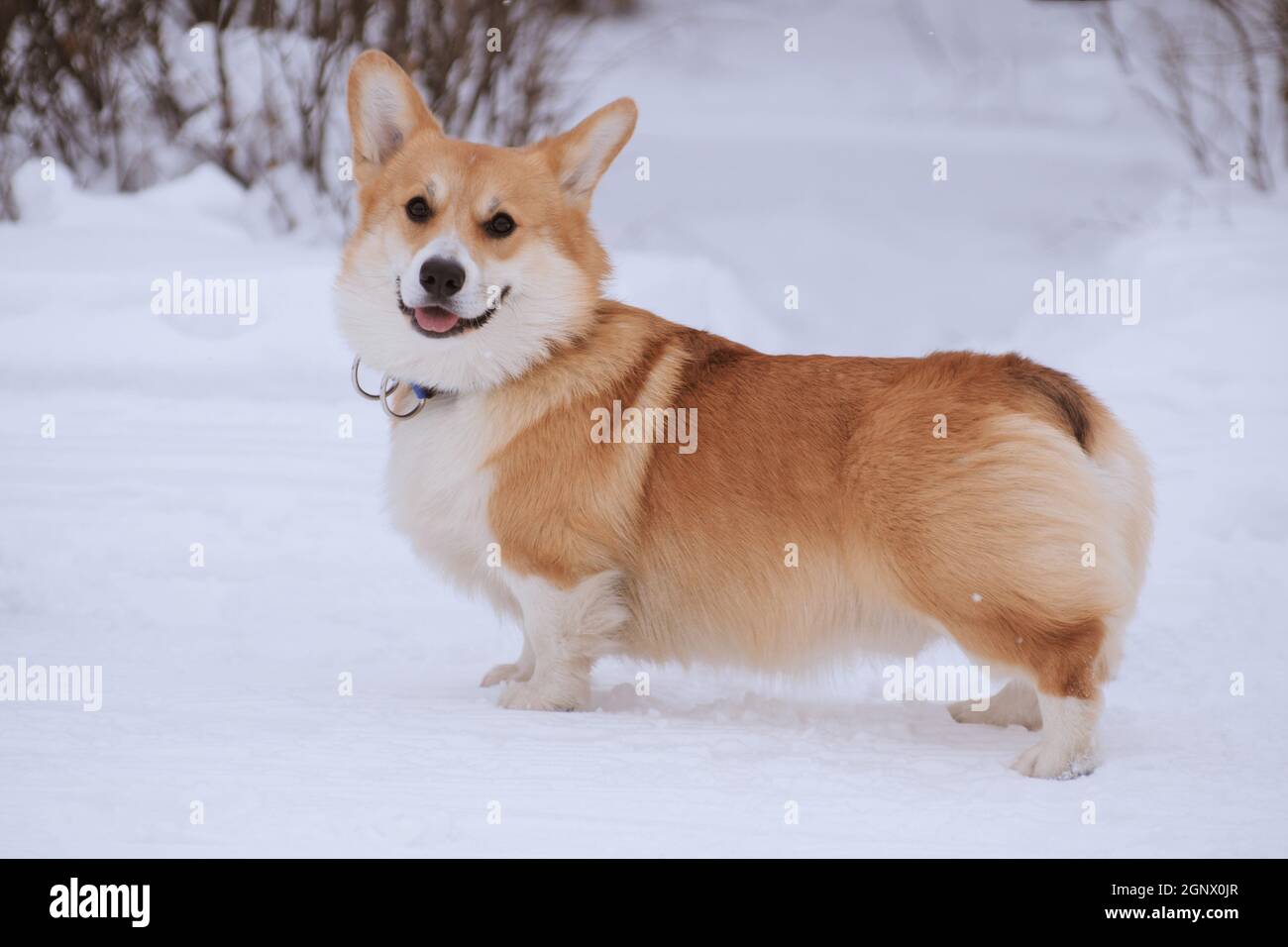 Gallese Corgi Pembroke cane rosso su una passeggiata nel inverno nel parco Foto Stock