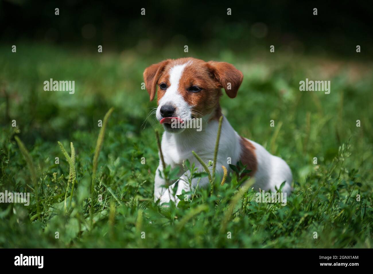 Jack Russell Terrier bianco e rosso-capelli cucciolo cammina sul verde erba Foto Stock