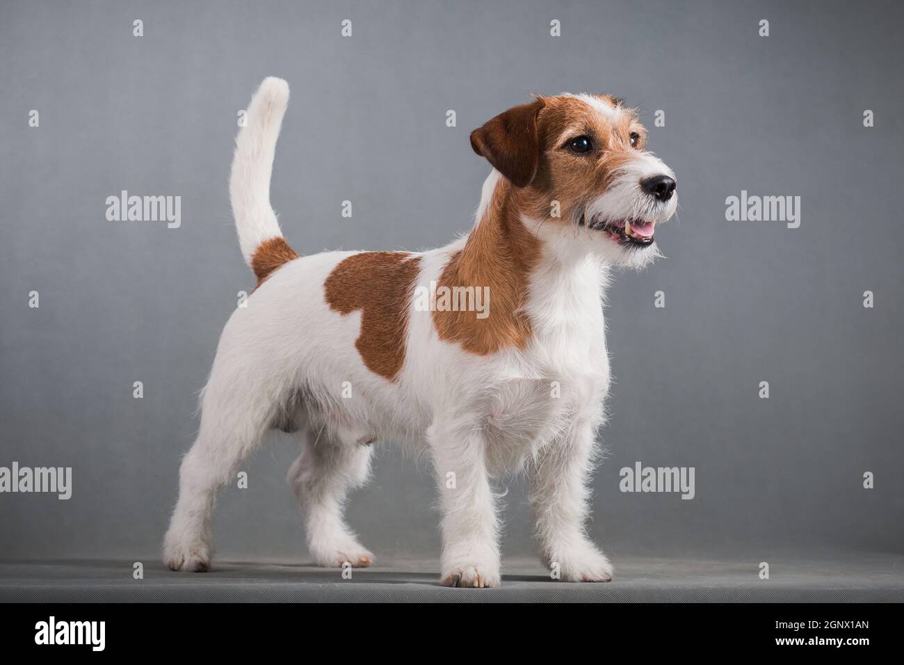 Cane bianco-rosso-capelli razza Jack Russell Terrier duro si leva su un sfondo grigio Foto Stock