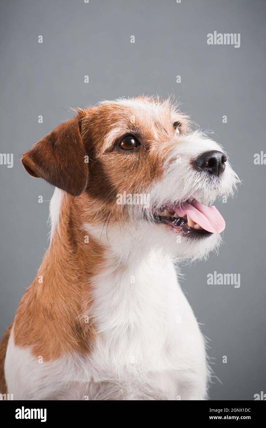 Ritratto di un cane dai capelli bianchi-rossi razza hard Jack Russell Terrier su sfondo grigio Foto Stock