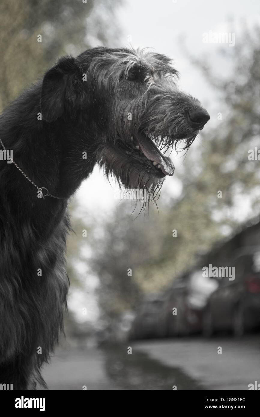 Il Wolfhound irlandese è una razza di cani da caccia. Uno dei cani più grandi del mondo. I wolfhounds irlandesi sono stati usati per decapare grandi cacciate di gioco - luva Foto Stock