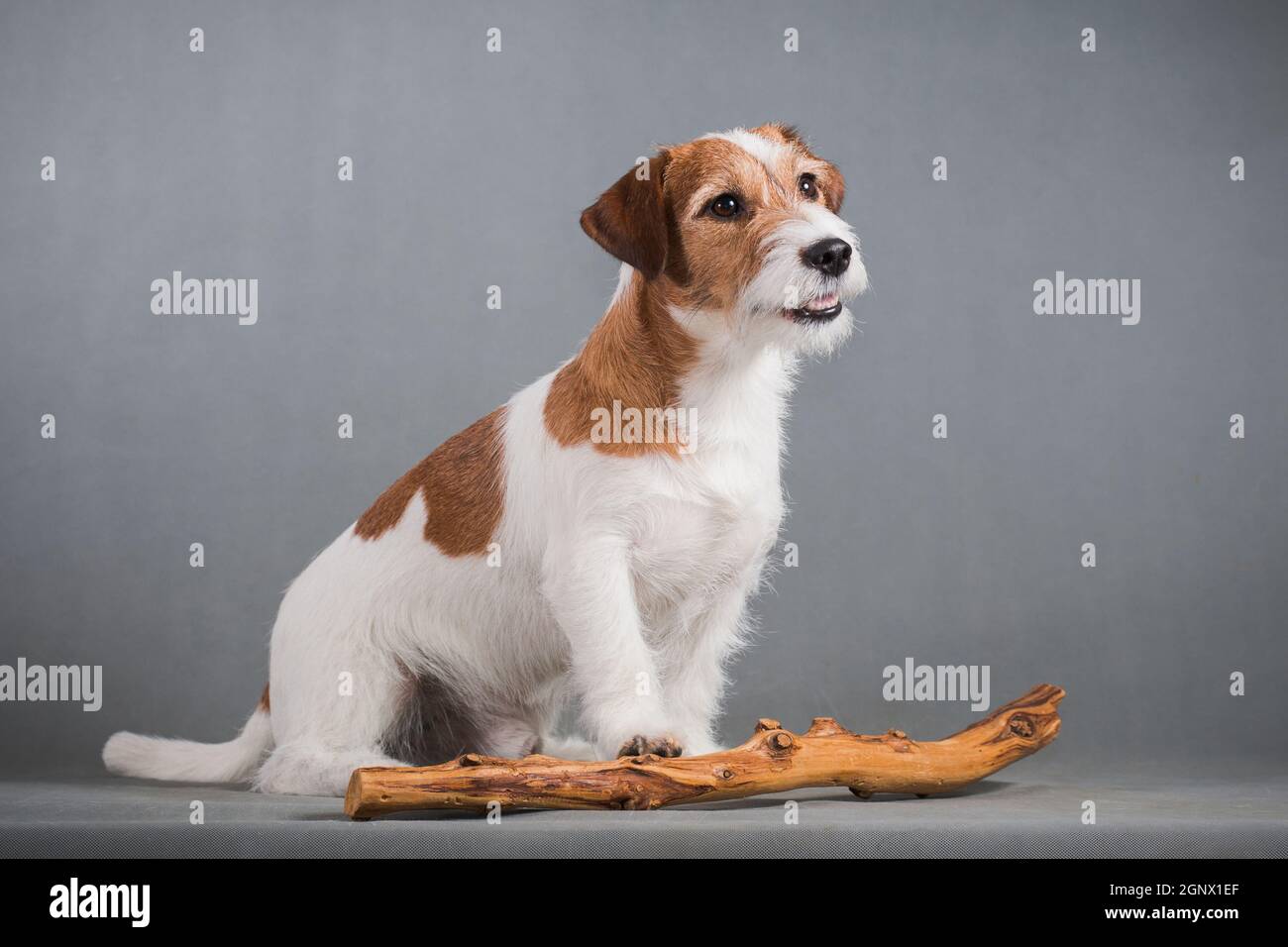 Cane bianco-rosso razza hard Jack Russell Terrier siede su un sfondo grigio accanto allo snag Foto Stock