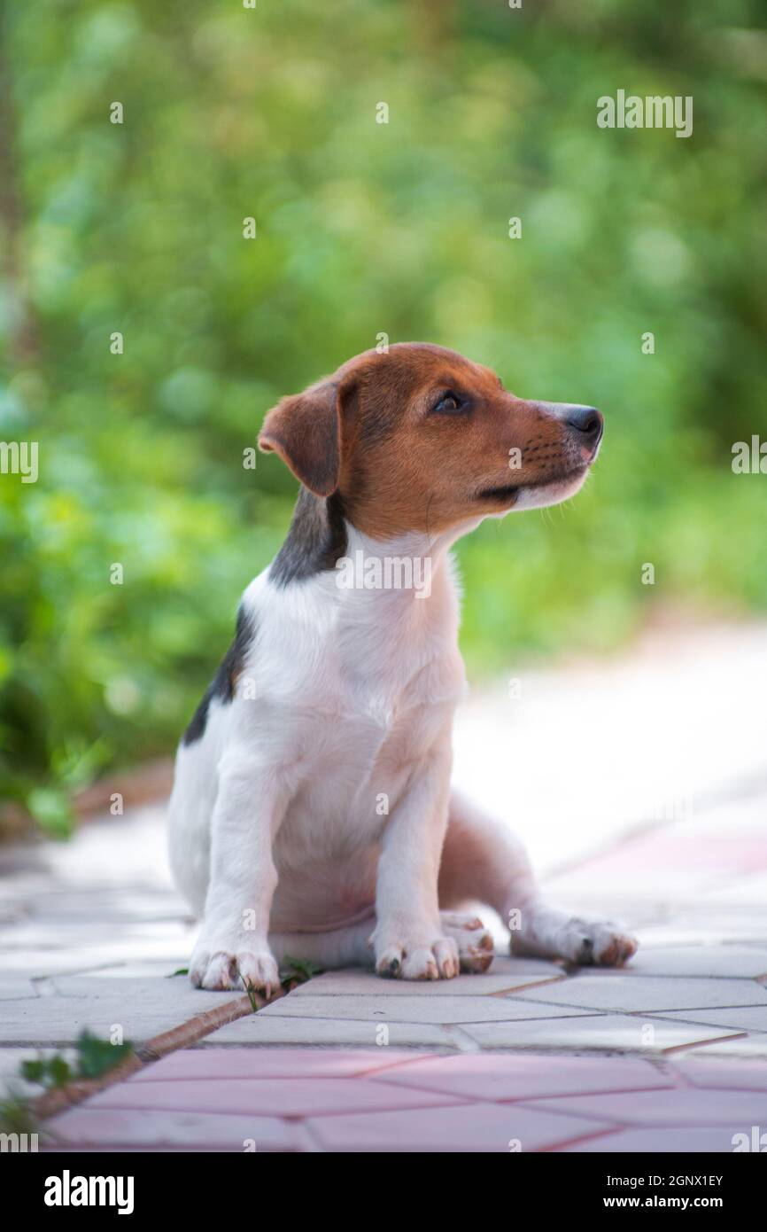 Jack Russell Terrier bianco e rosso-capelli cucito su un percorso paese Foto Stock