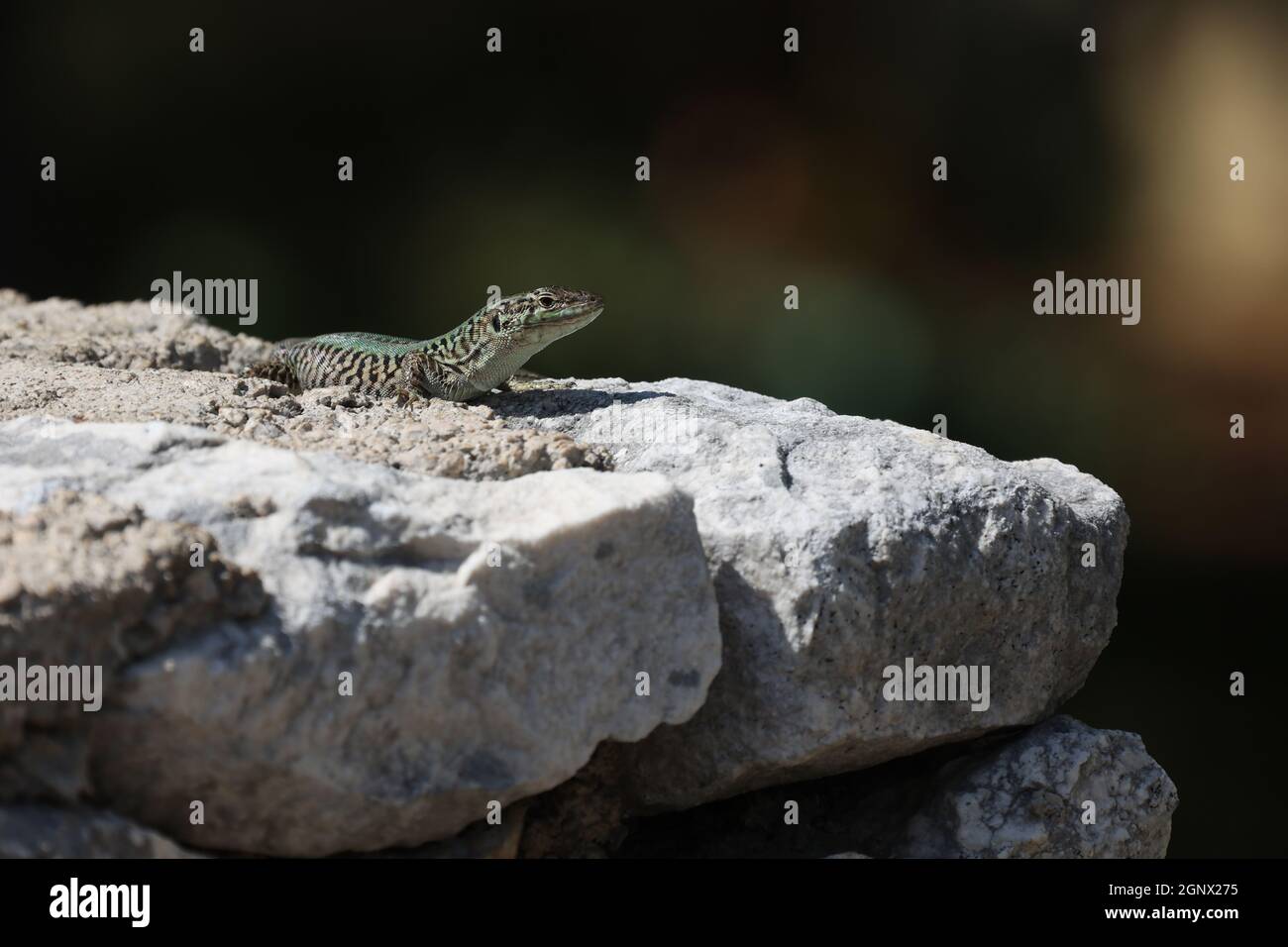 Verde lucertola siede sulle rocce e crogiolarsi al sole. Foto Stock