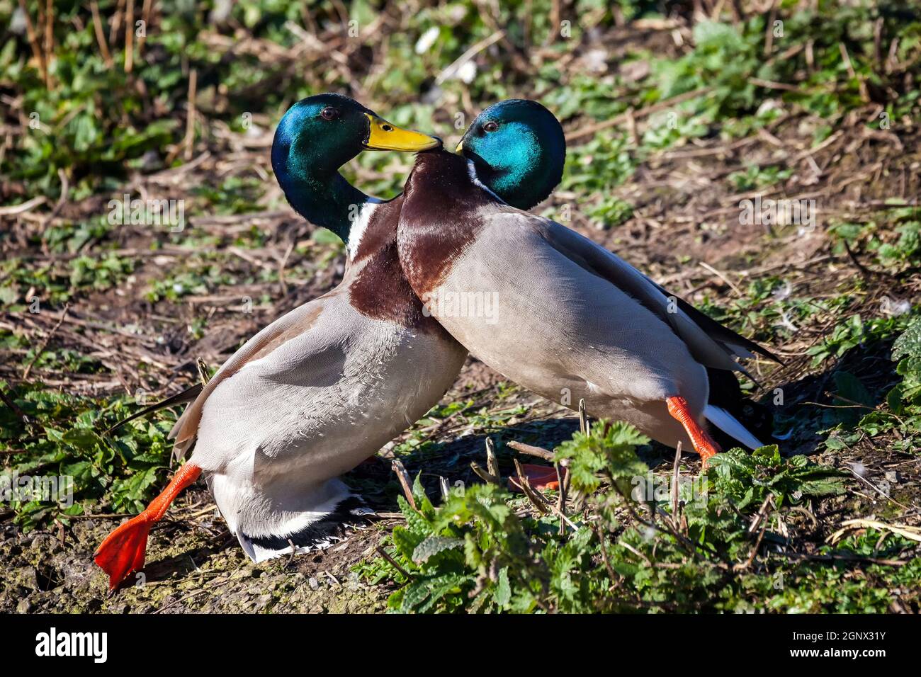 Due Duck di Mallard combattono e picchiano in modo aggressivo sulla coutship e sul nesting Foto Stock