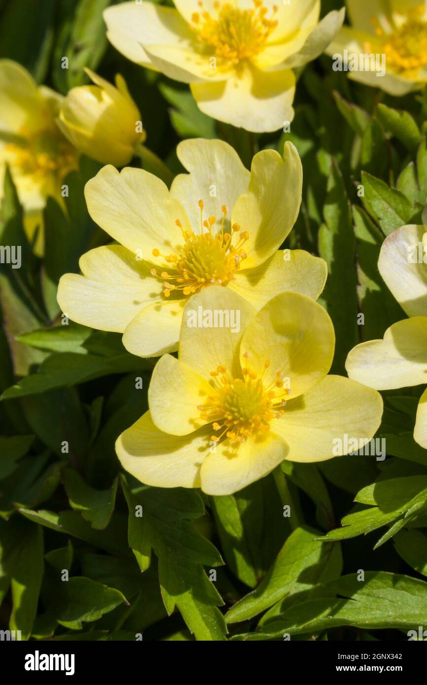 Anemone x Lipsiensis pianta di fioritura gialla Foto Stock