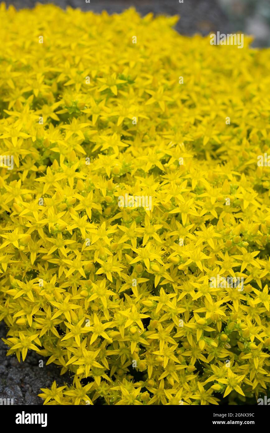 Primo piano immagine del fiore di peperone (acro di Sedum) Foto Stock