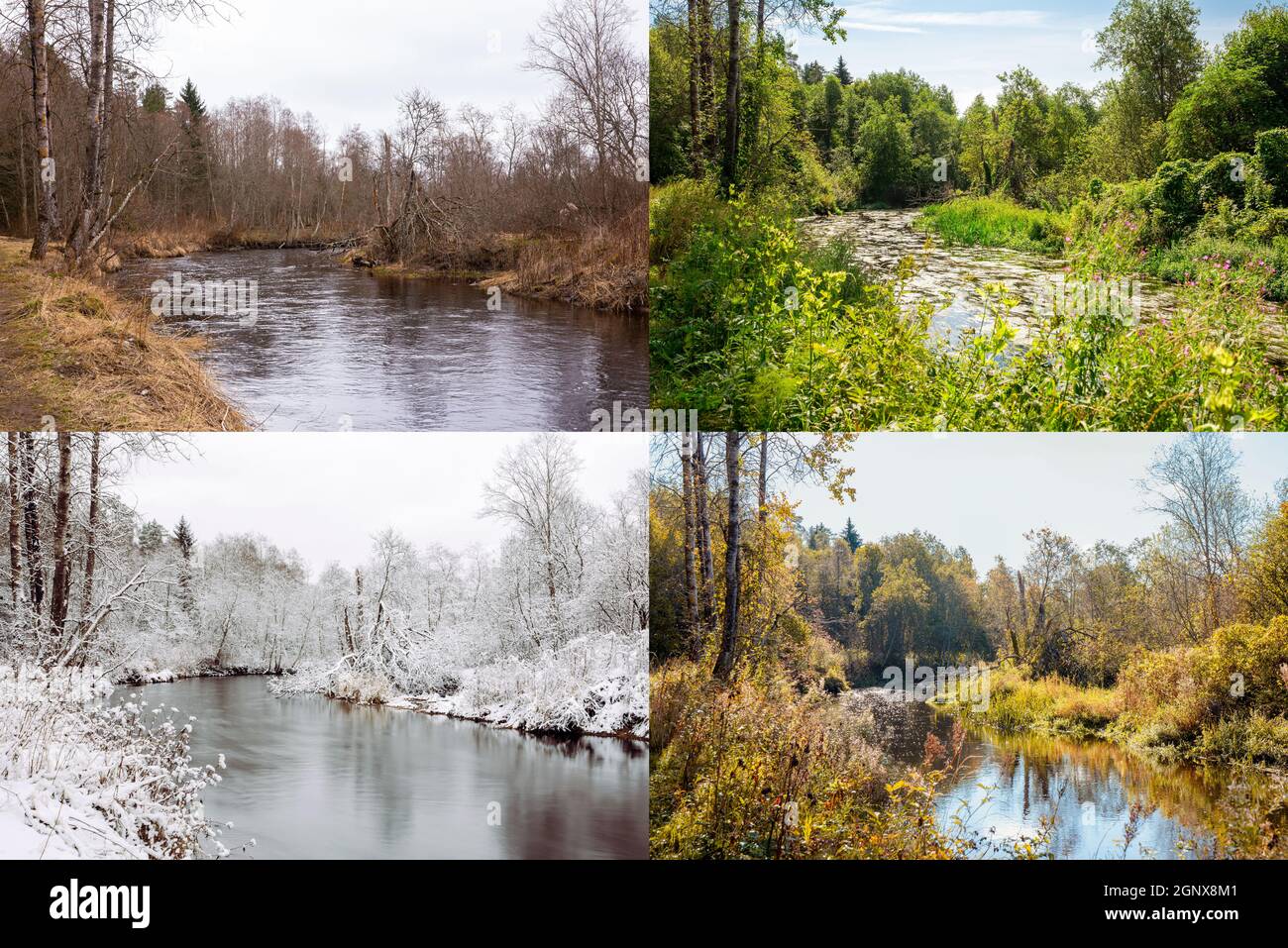 Bellissimo collage di 4 stagioni, immagini diverse, ma lo stesso luogo di un fiume nella natura selvaggia. Fogliame di primavera, verde fresco giorno d'estate, autunno lea Foto Stock
