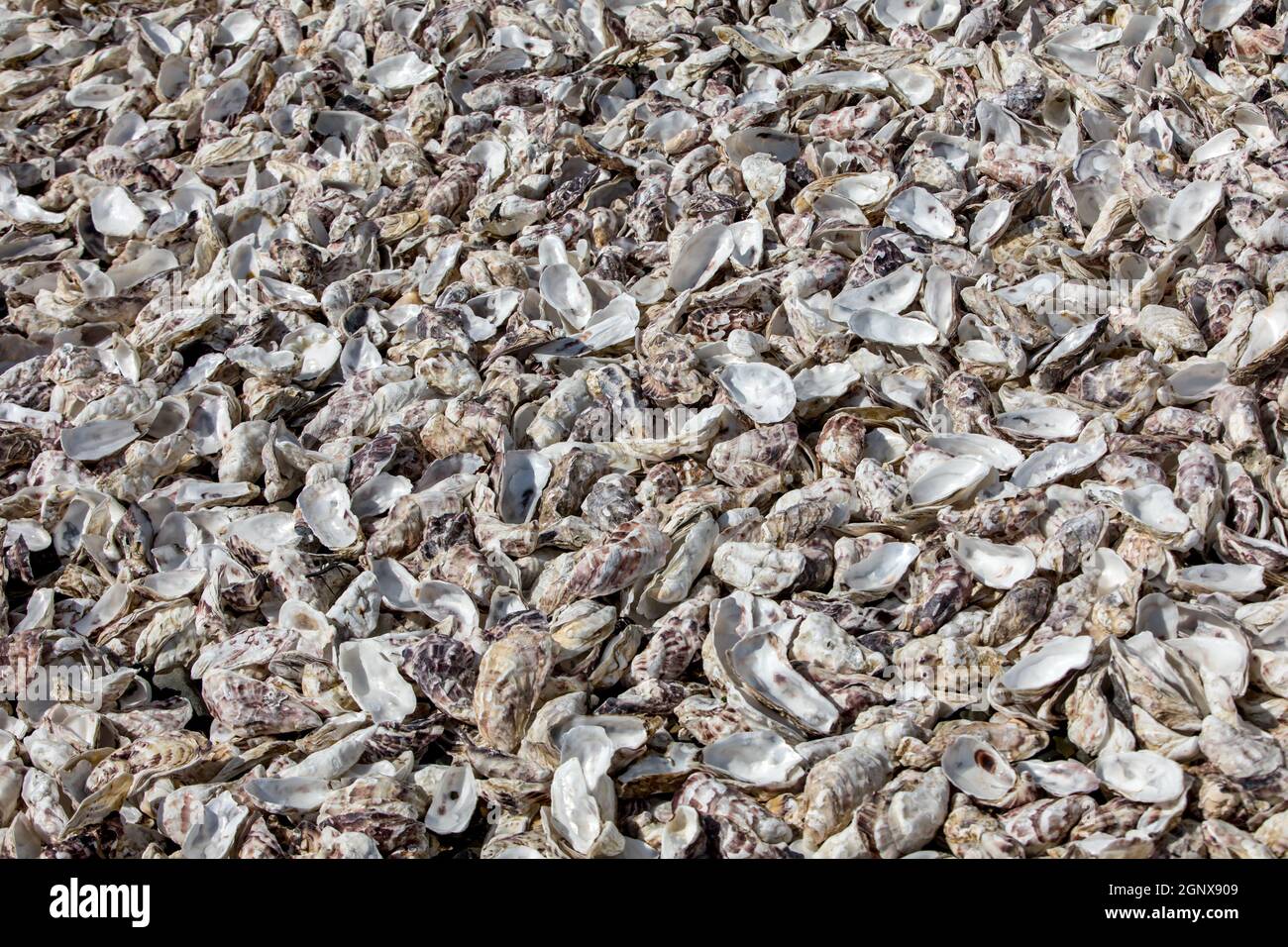 Migliaia di gusci vuoti di ostriche mangiato gettato sul pavimento del mare a Cancale, famoso per allevamenti di ostriche. Brittany, Francia Foto Stock